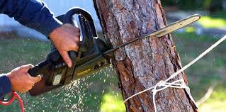 Best Tree Risk Assessment  in Sonoma, CA