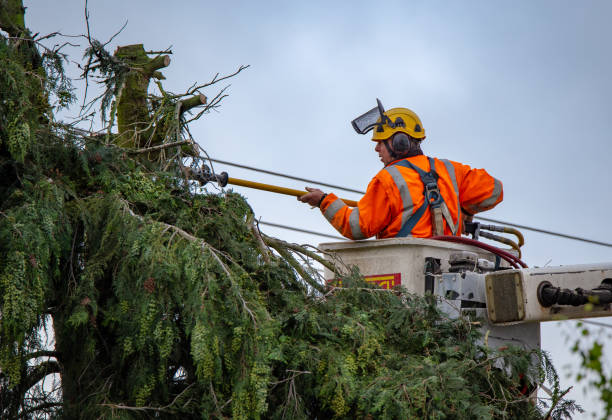 Best Tree Health Inspection  in Sonoma, CA