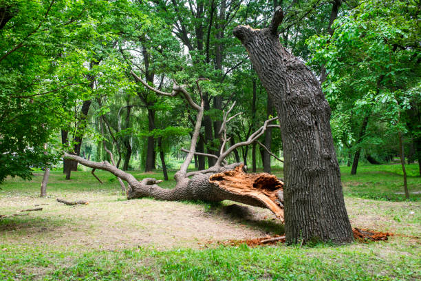 Best Tree and Shrub Care  in Sonoma, CA