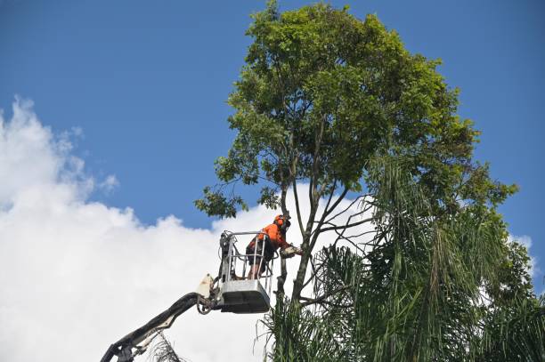 Best Tree Maintenance Programs  in Sonoma, CA