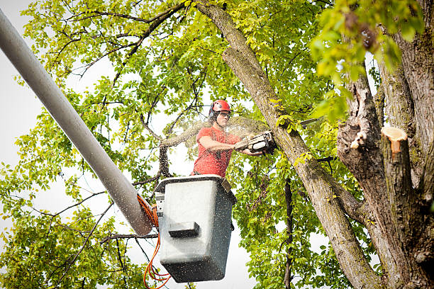 Best Stump Grinding and Removal  in Sonoma, CA